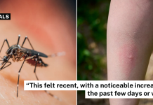 mosquito bites