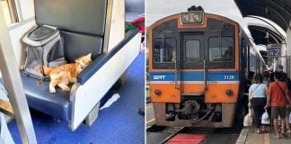 cat train delay