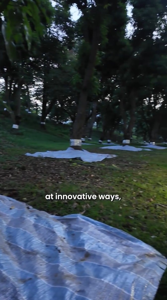 tampines changkat cicada