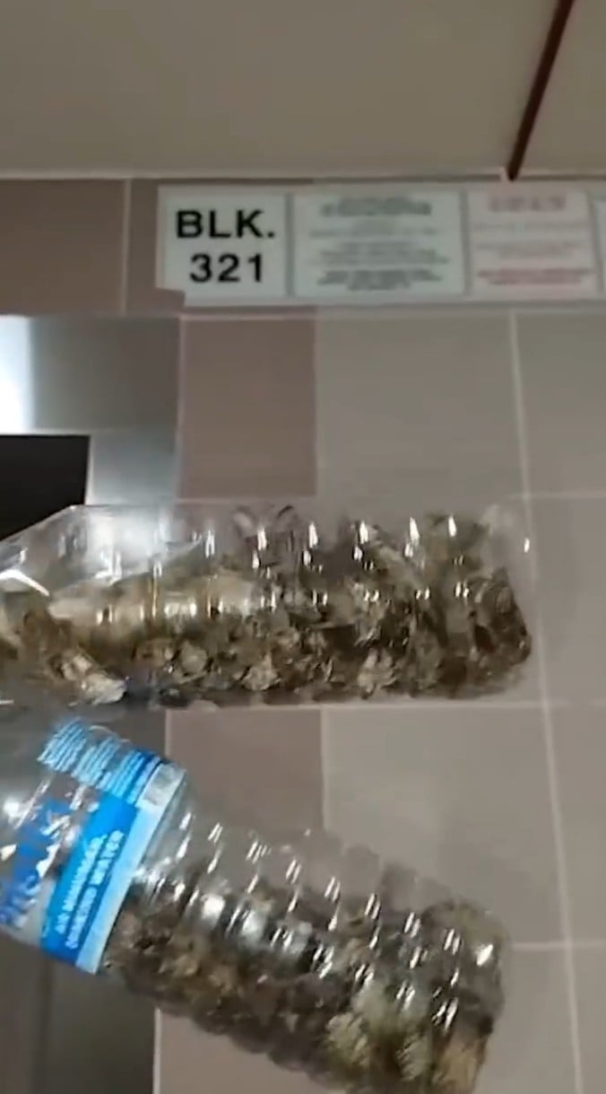 tampines changkat cicada