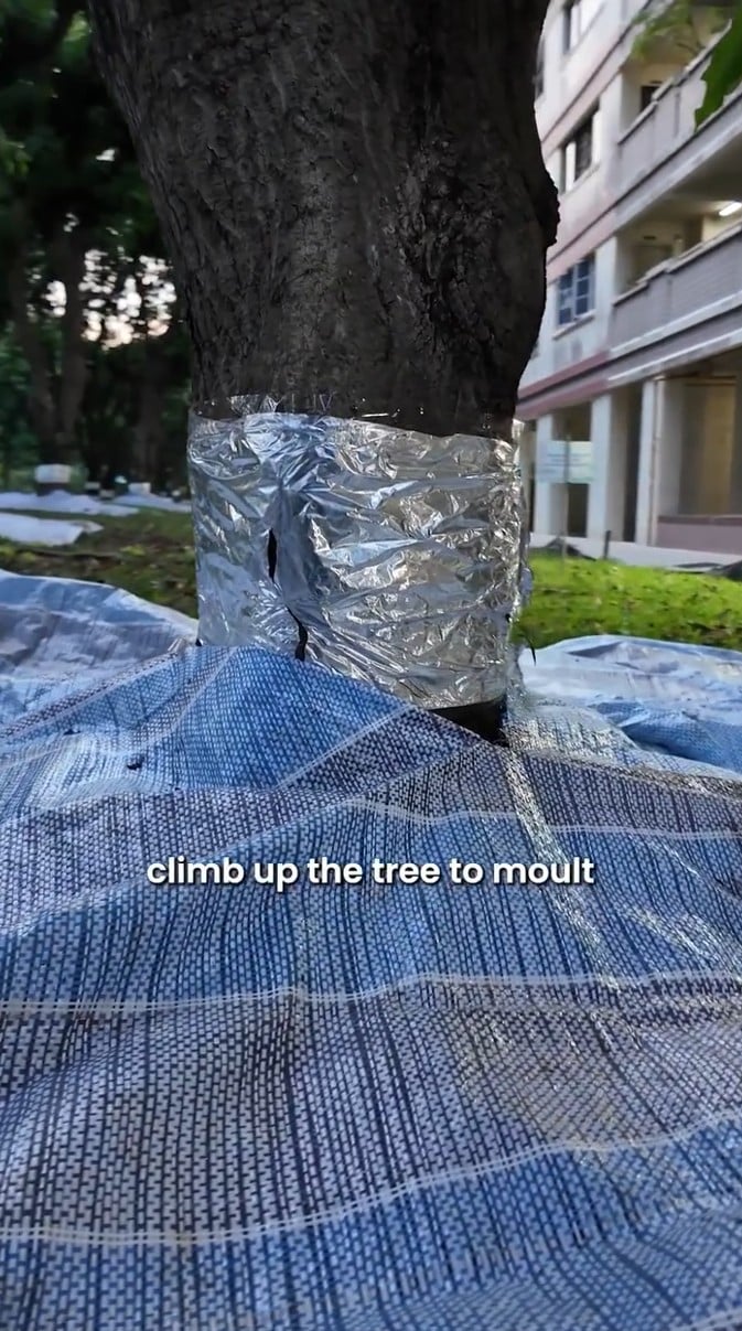 tampines changkat cicada