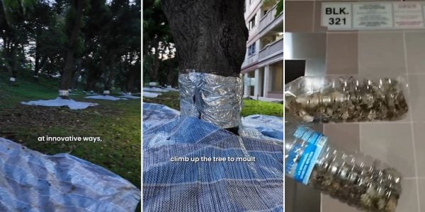Over 500 trees wrapped in aluminium foil in Tampines Changkat to combat cicada issue