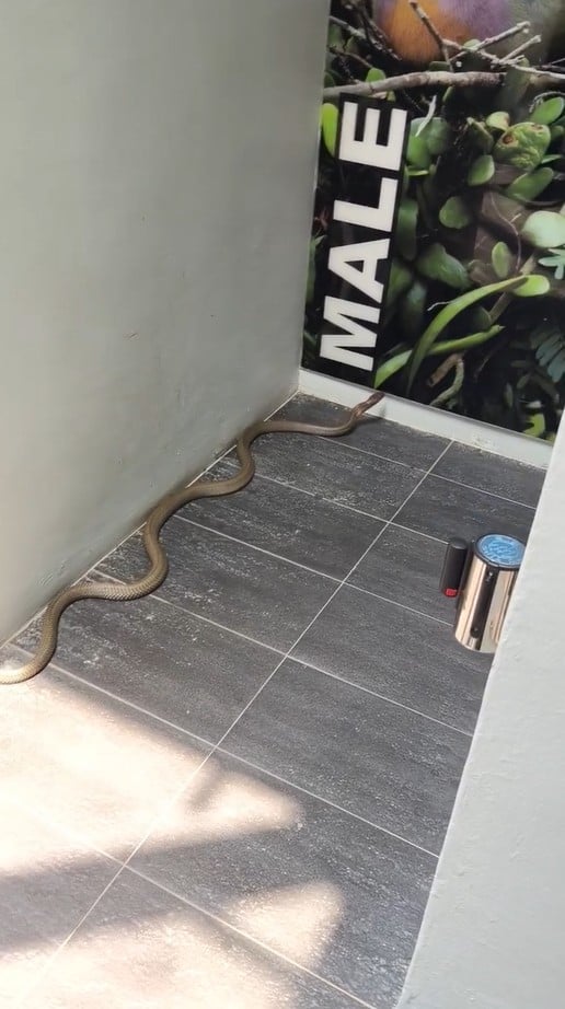 king cobra public toilet