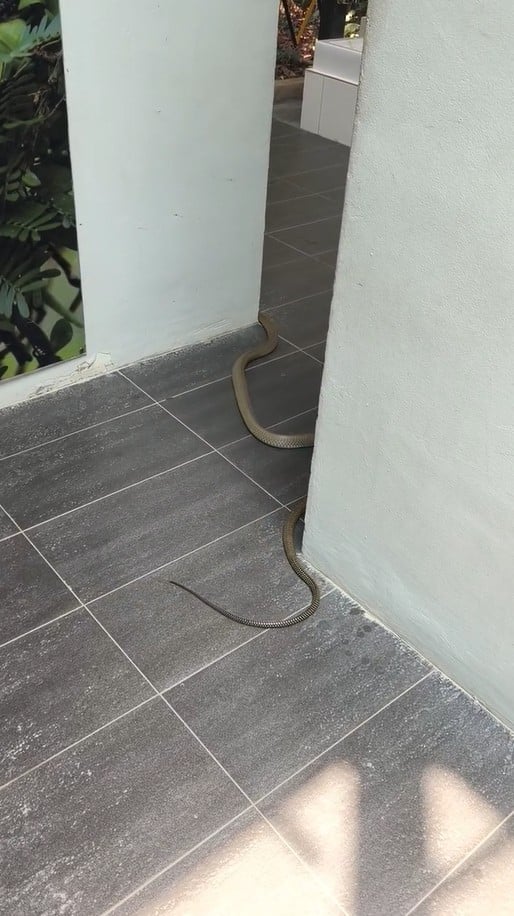 king cobra public toilet