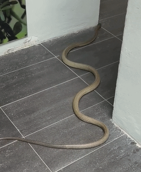 king cobra public toilet