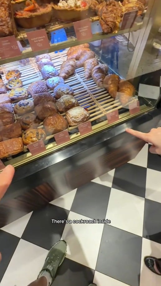 cockroach changi airport