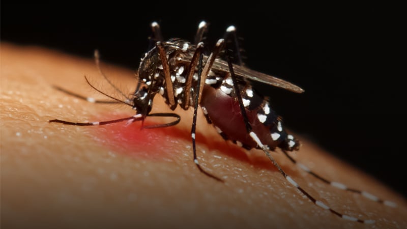 dengue biting person