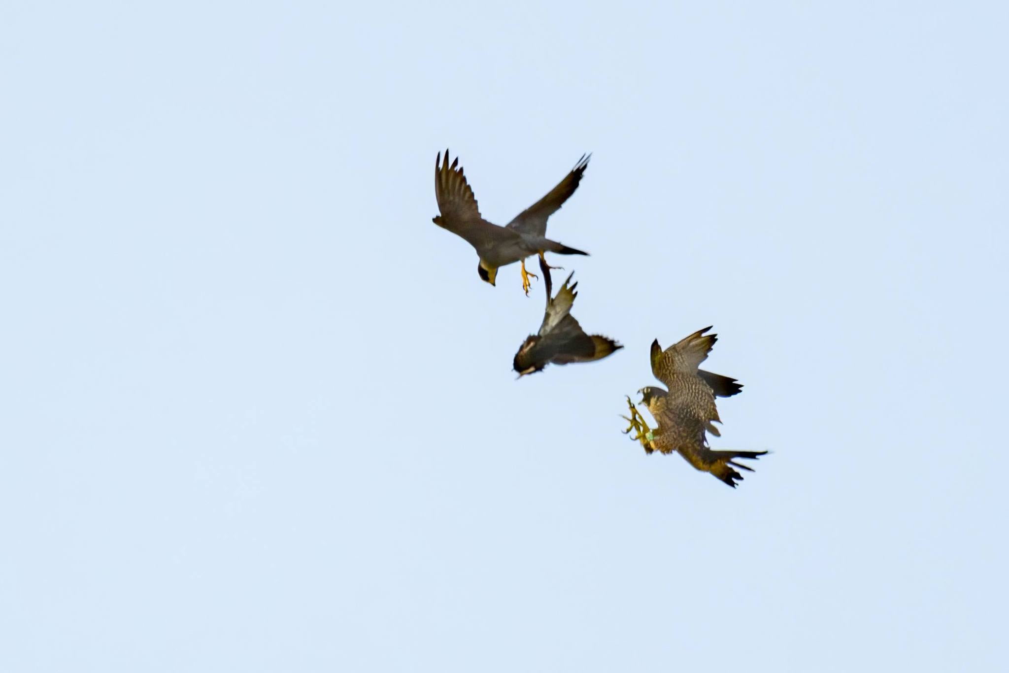 peregrine falcon juvenile