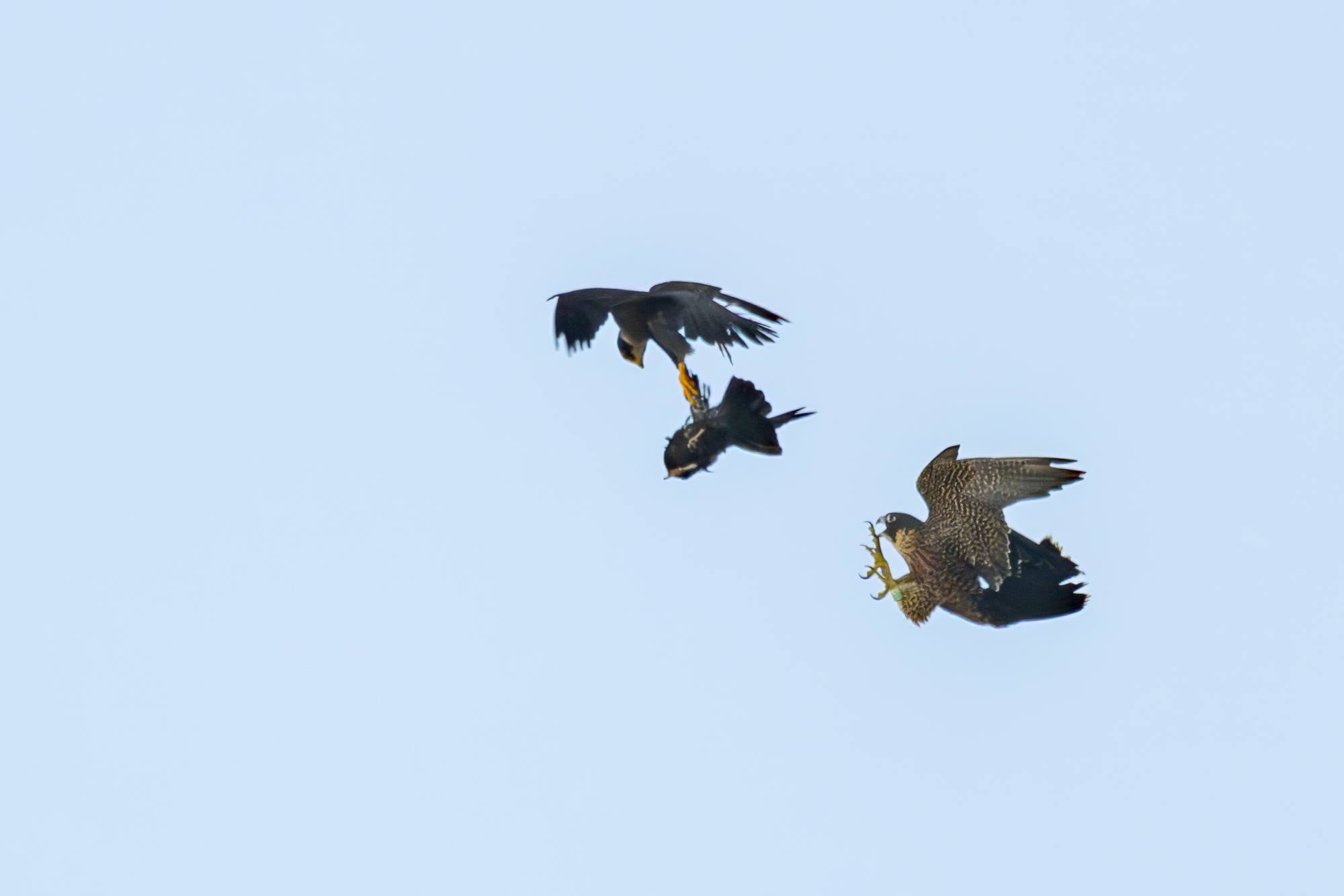 peregrine falcon juvenile