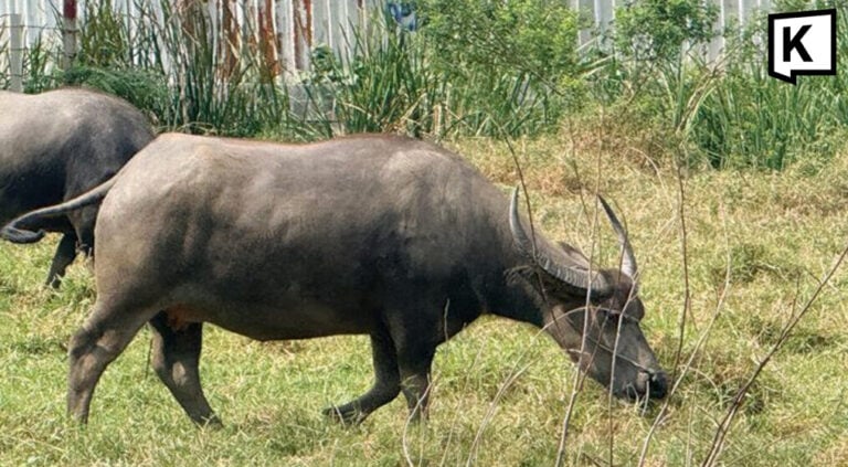 horse carriages buffaloes petrol fields