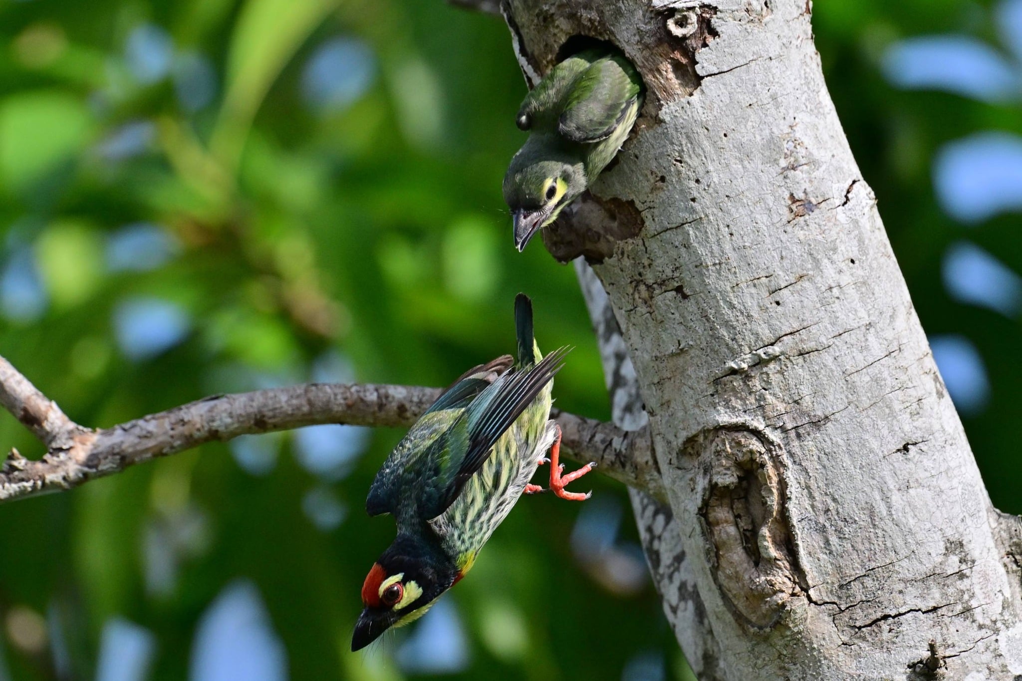juvenile bird nest