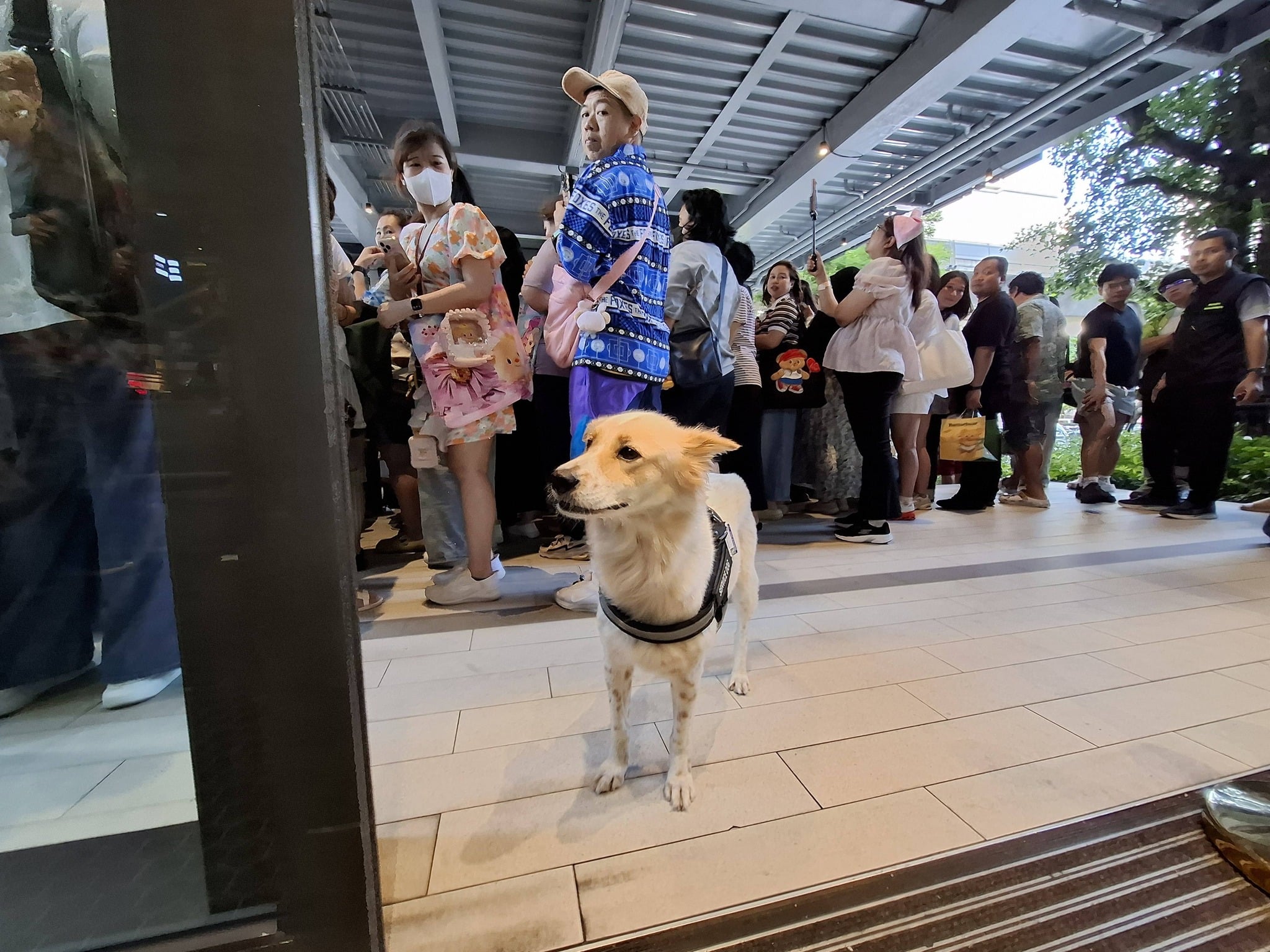 service dog denied entry mall (1)