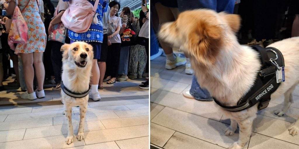 service dog denied entry mall