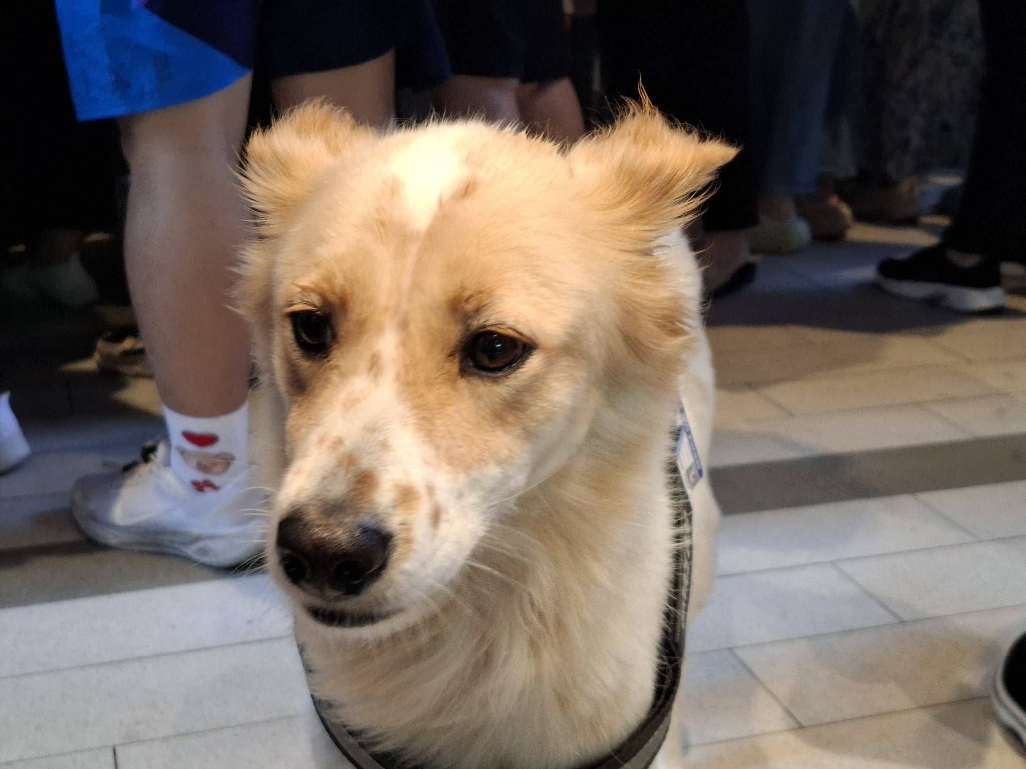 service dog denied entry mall (2)