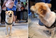 service dog denied entry mall