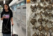 taiwanese airport tortoises