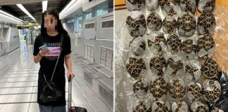 taiwanese airport tortoises