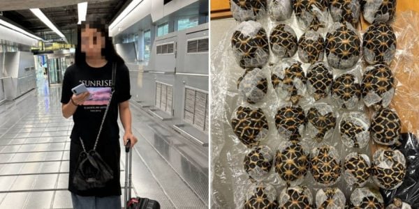taiwanese airport tortoises