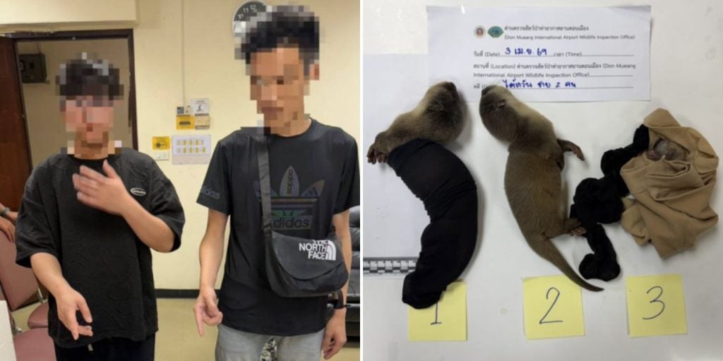 taiwanese protected animals