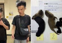 taiwanese protected animals