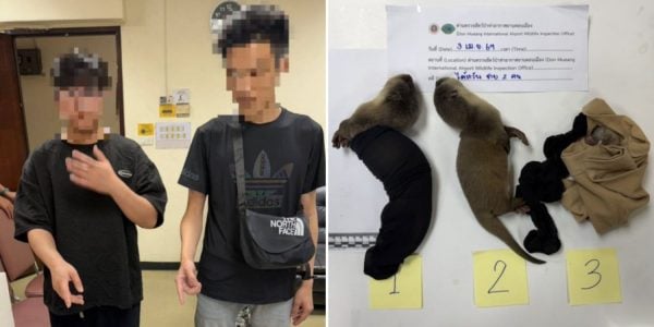 taiwanese protected animals