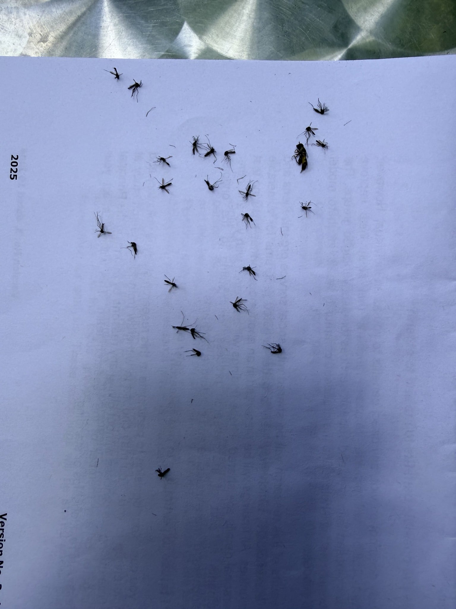 wolbachia mosquitoes nea