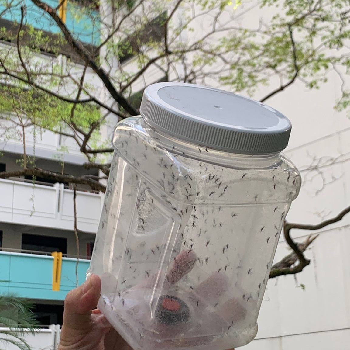 wolbachia mosquitoes nea