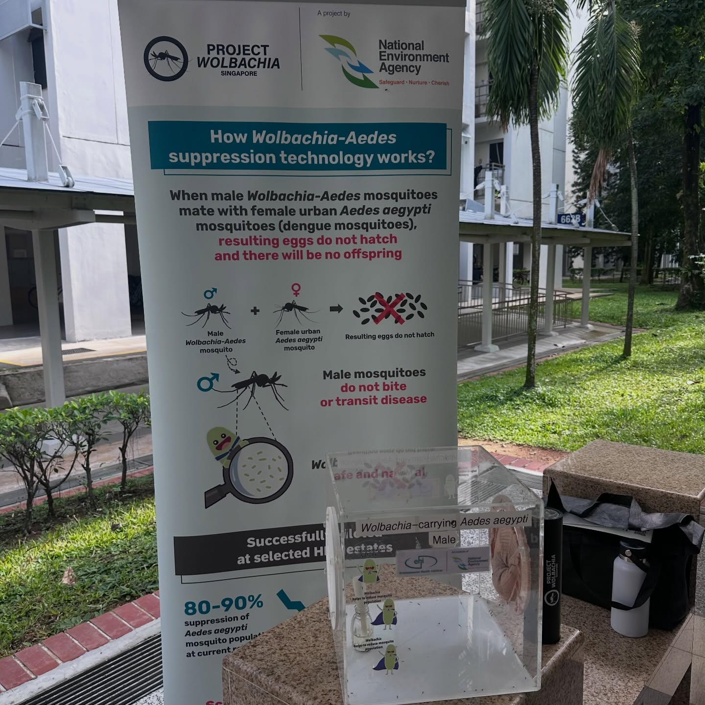 wolbachia mosquitoes nea