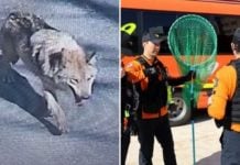 wolf escapes korea
