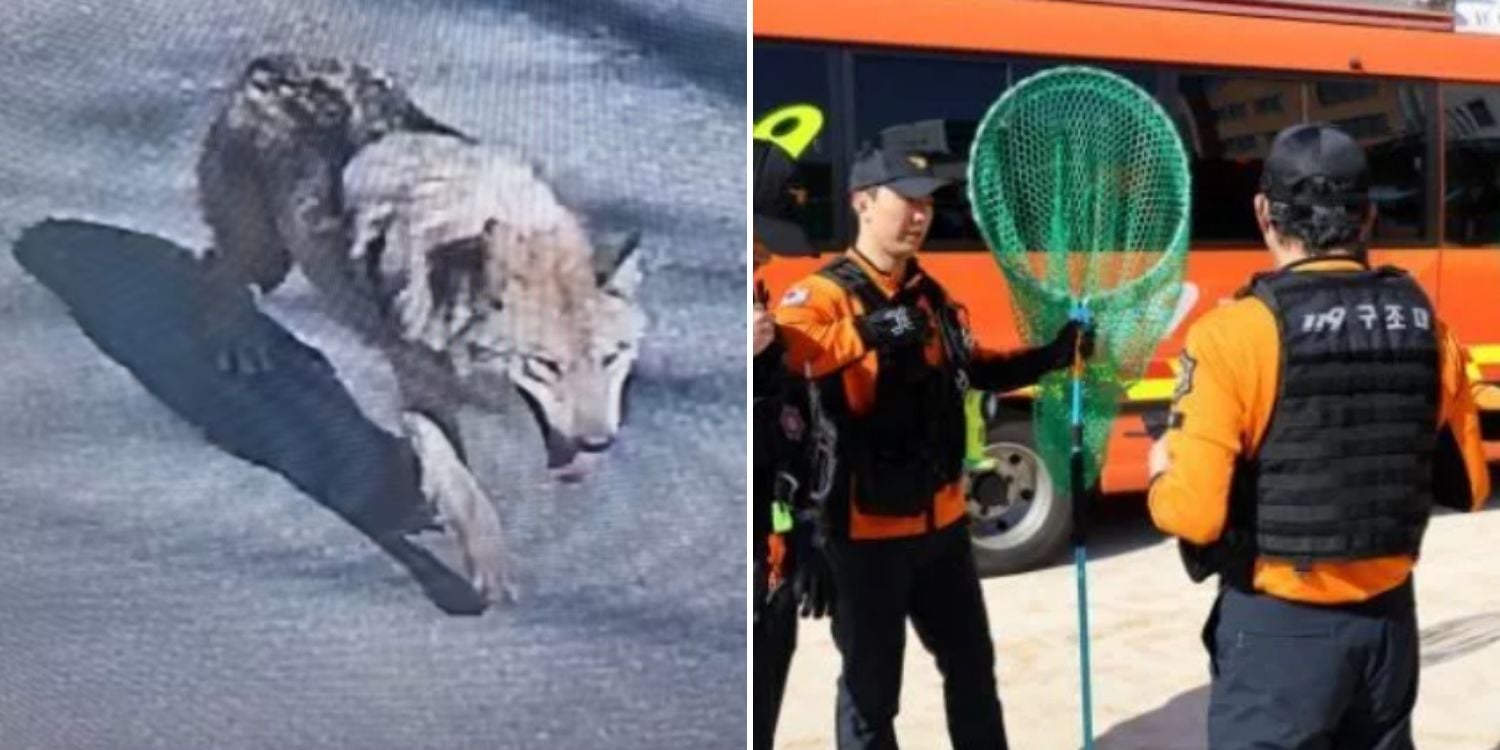 wolf escapes korea