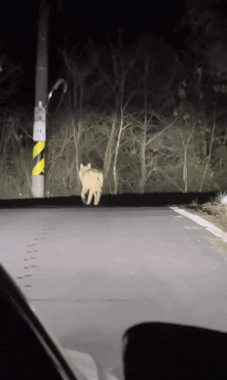 wolf south korea zoo