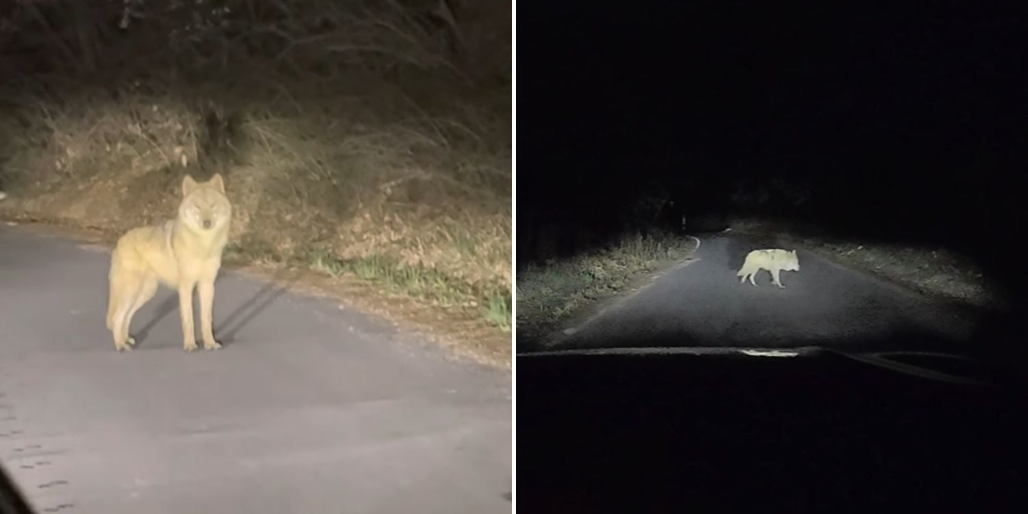 wolf south korea zoo
