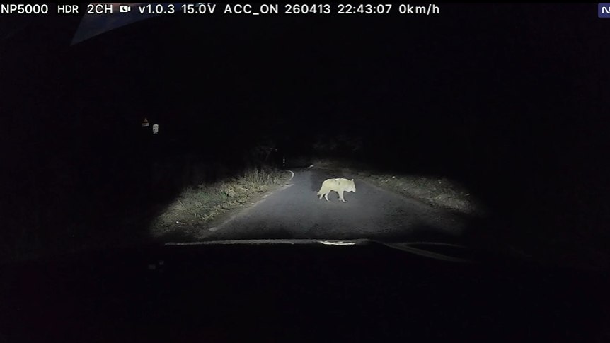 wolf south korea zoo