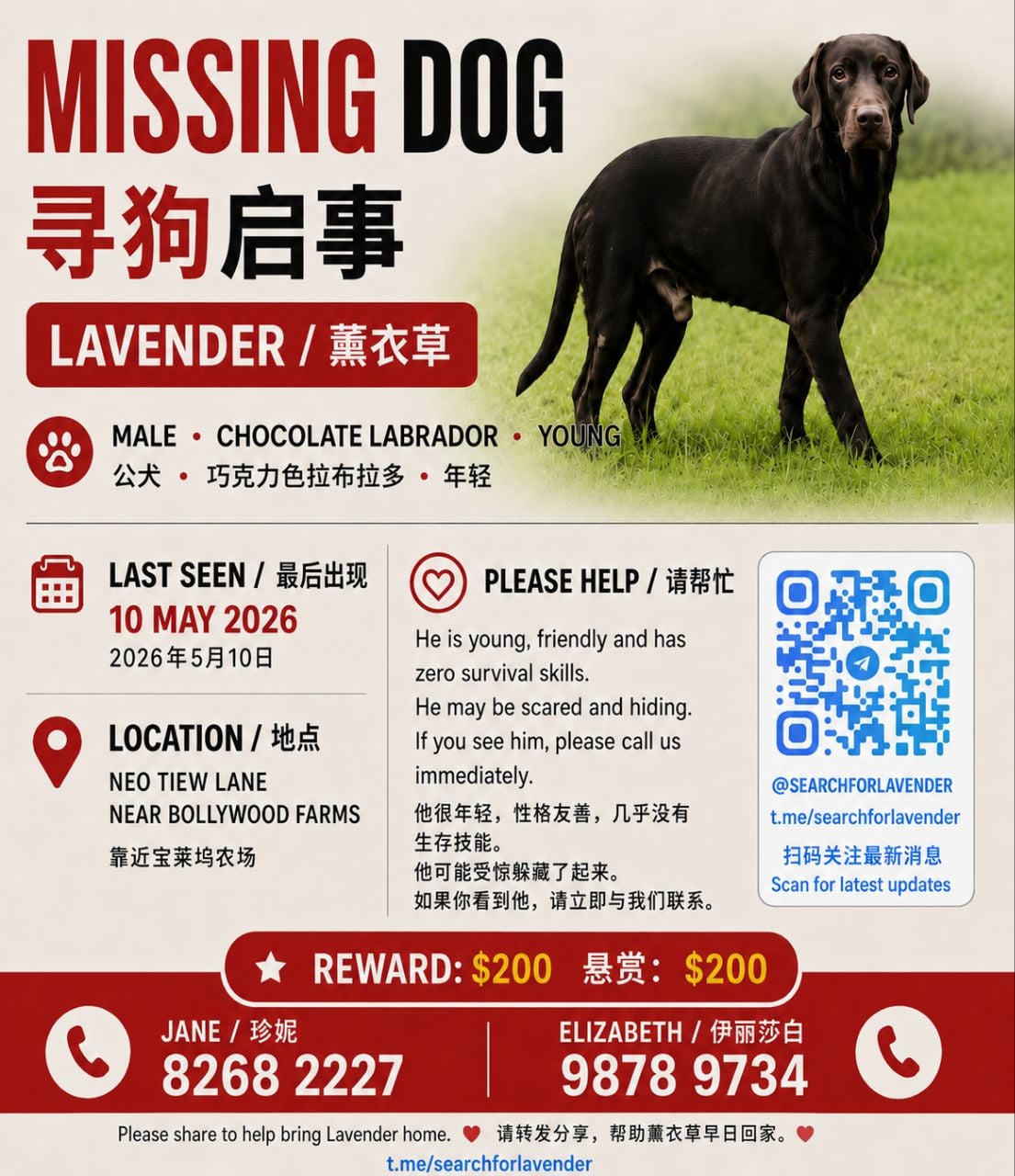 missing chocolate labrador poster
