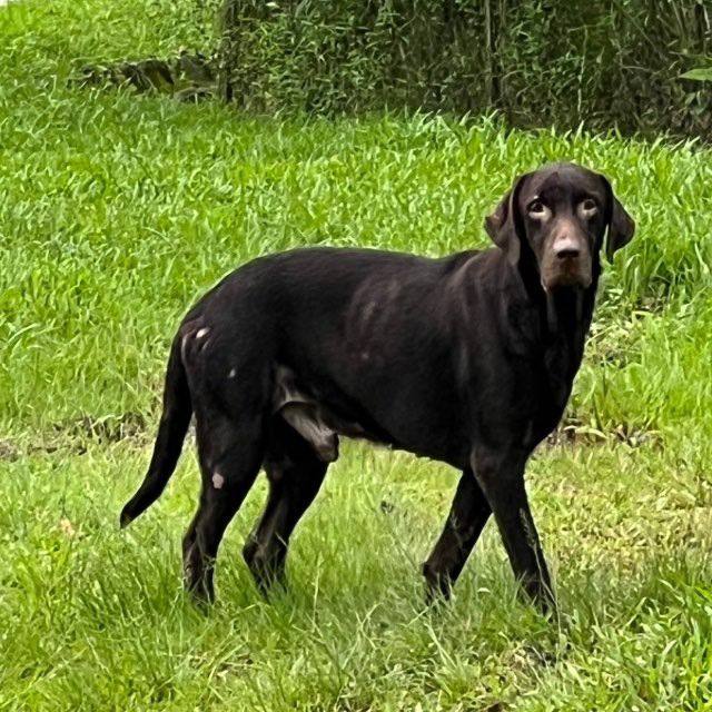 missing chocolate labrador photo