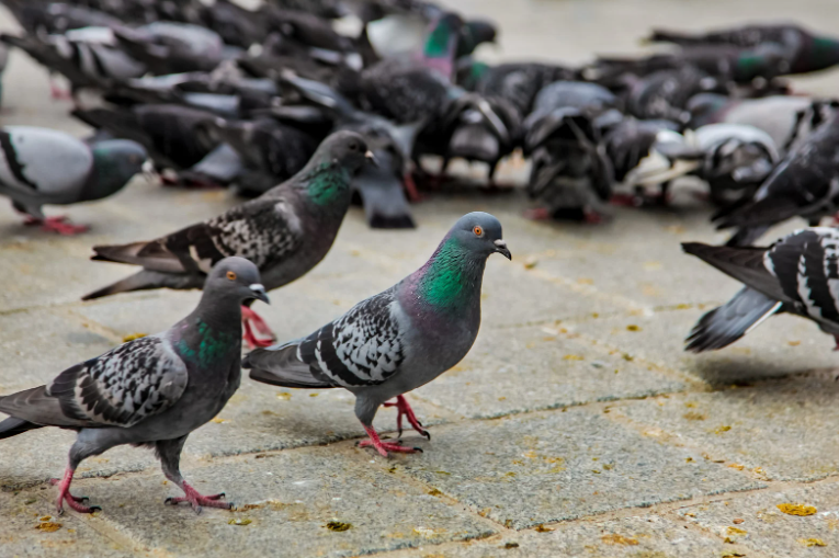 yishun feeding pigeons