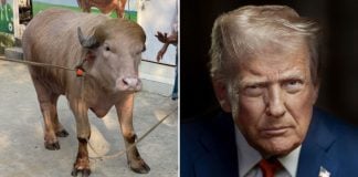 albino buffalo trump
