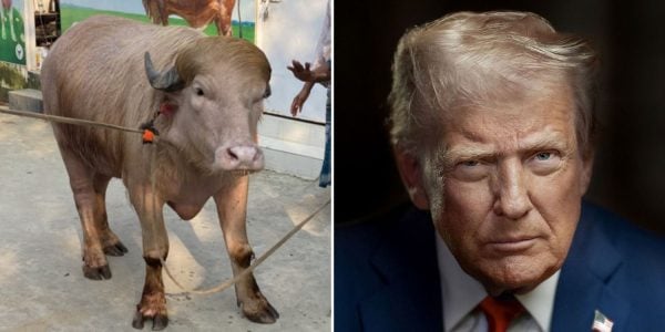 albino buffalo trump