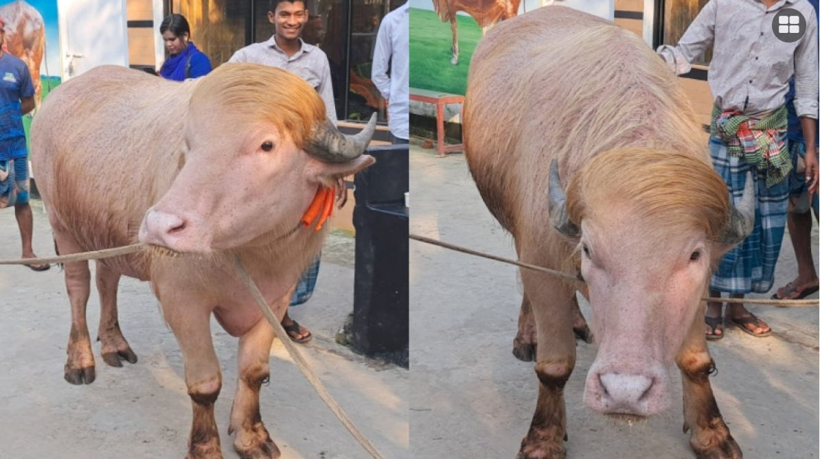 albino buffalo trump