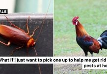 chicken cockroach