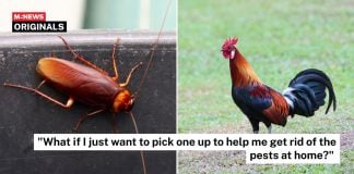 chicken cockroach