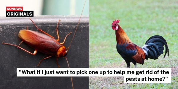 chicken cockroach