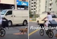 cyclist dog bicycle