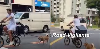 cyclist dog bicycle