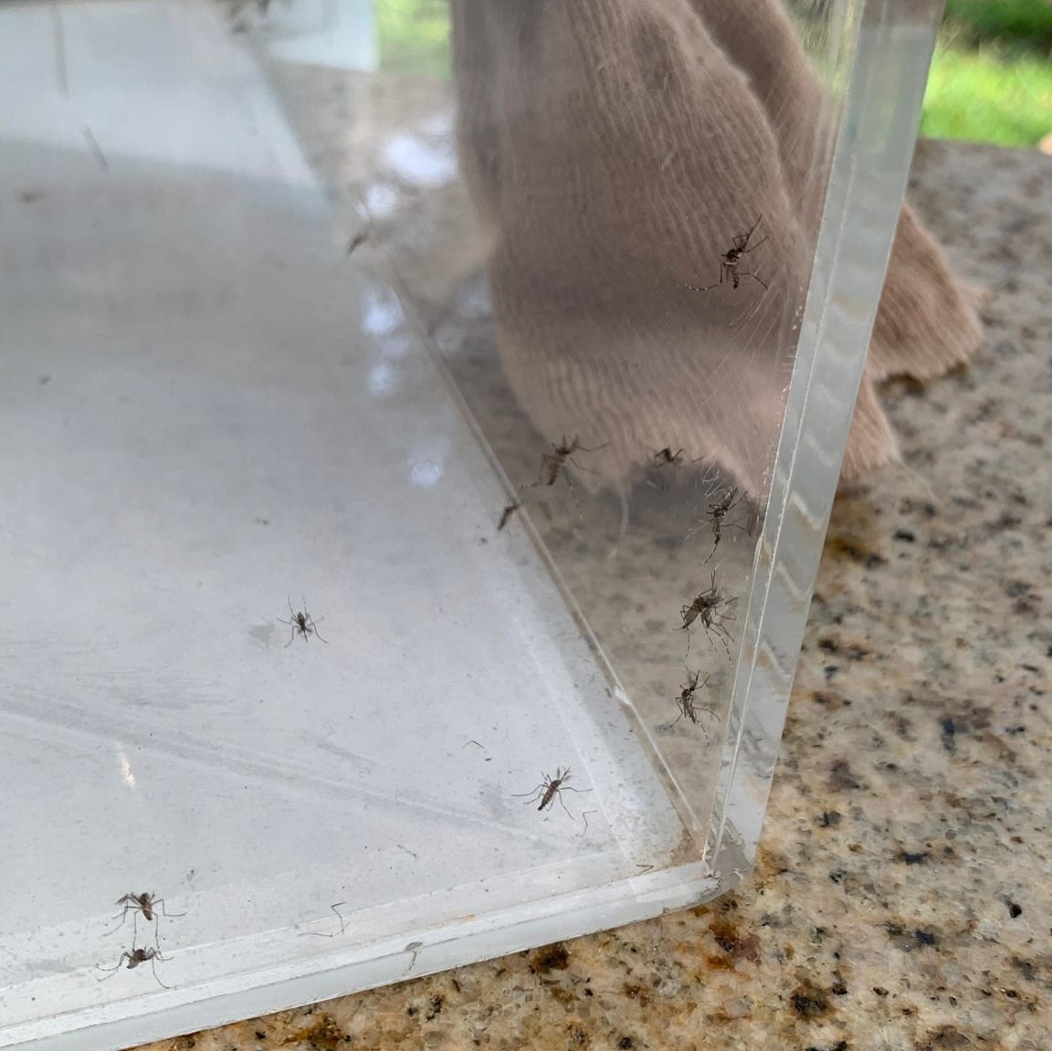nea dengue decrease