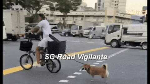 dog tie bicycle