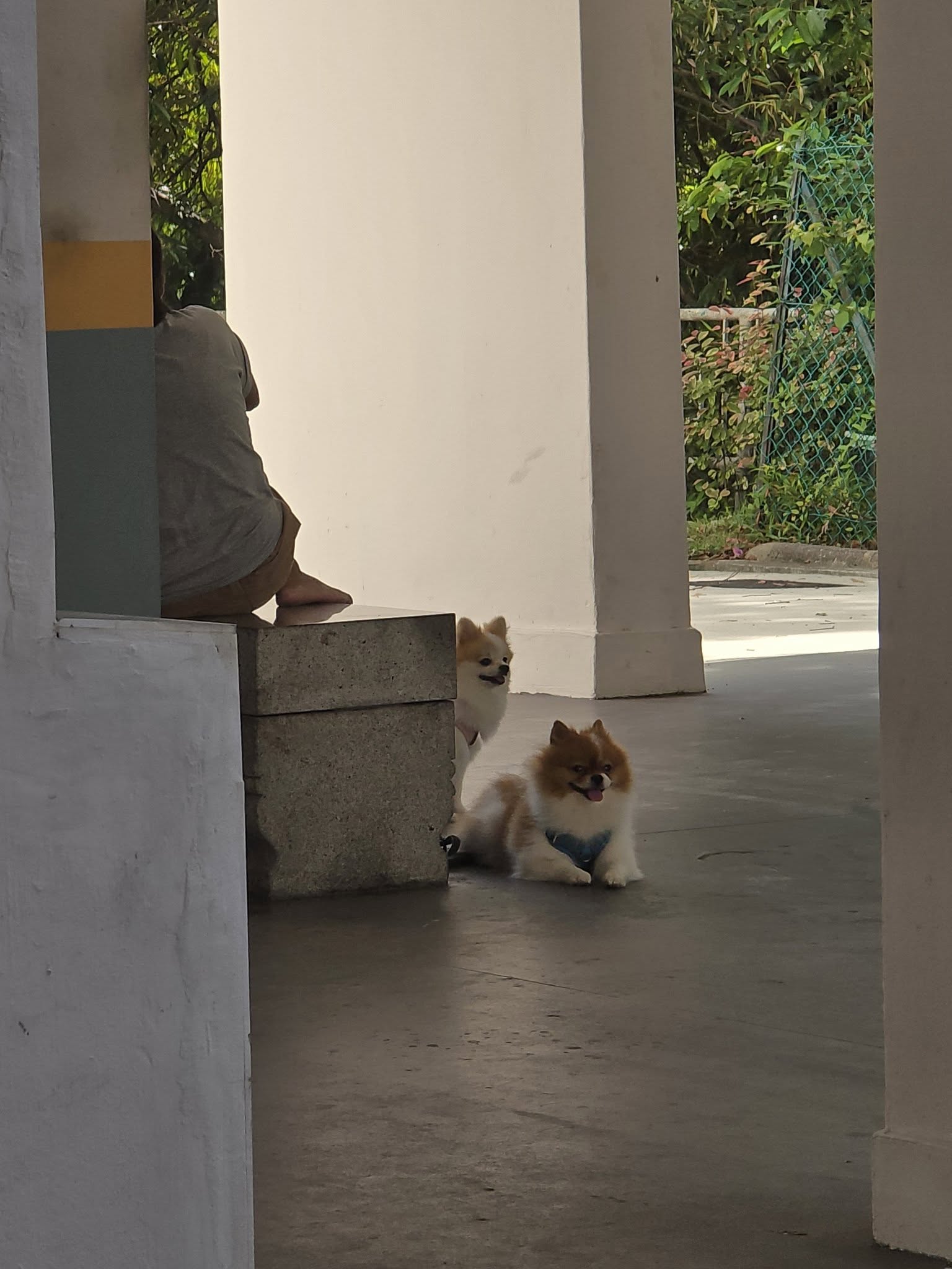 helpers walking dogs