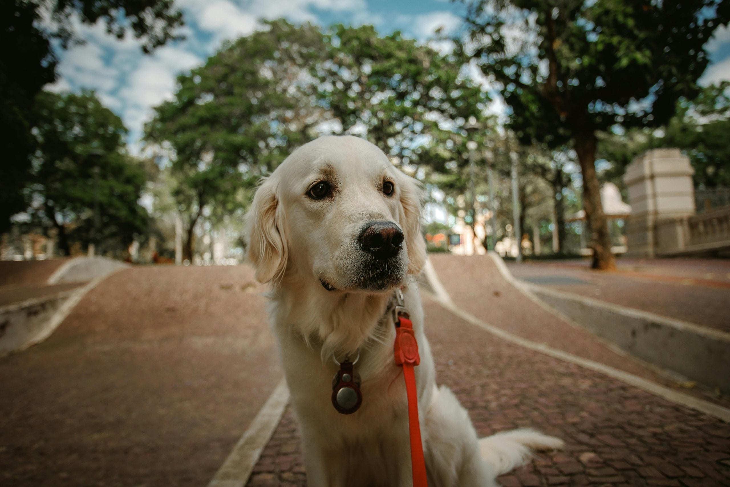 helpers walking dogs