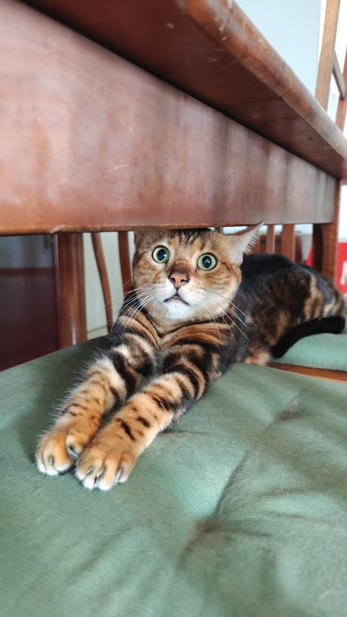 bengal cat missing at home