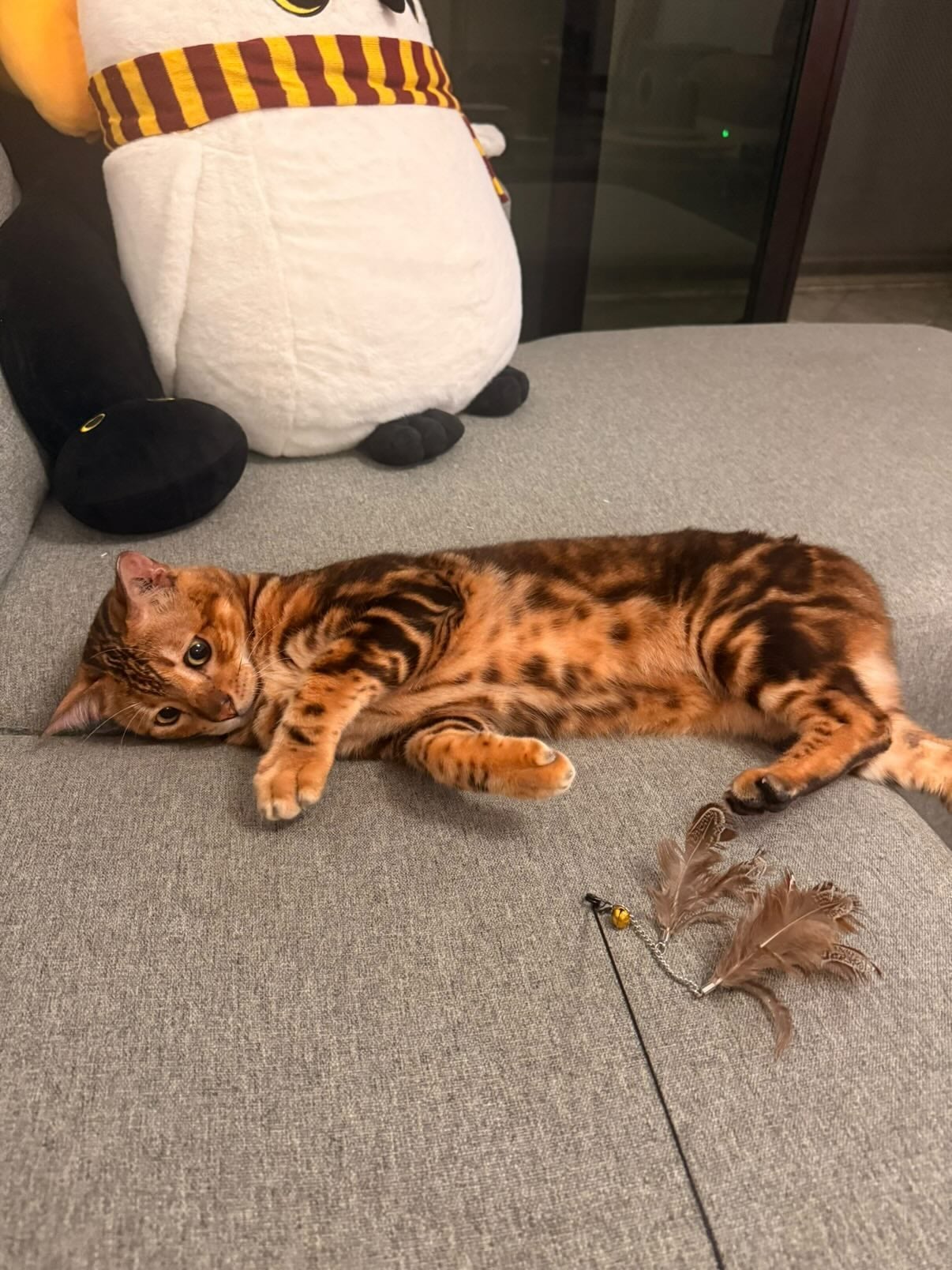 bengal cat missing playing